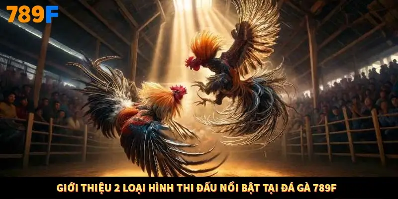 Giới thiệu 2 loại hình thi đấu nổi bật tại đá gà 789F