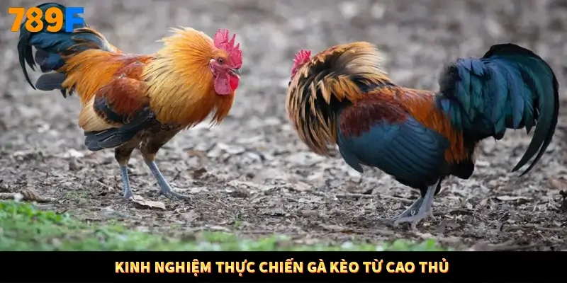 Kinh nghiệm thực chiến gà kèo từ cao thủ
