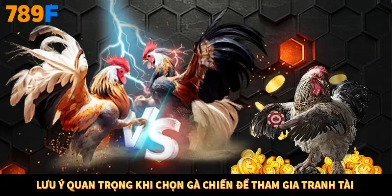 Lưu ý quan trọng khi chọn gà chiến để tham gia tranh tài