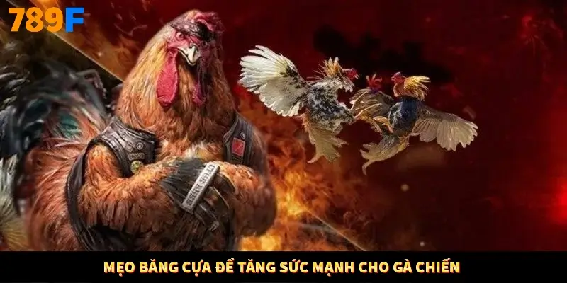 Mẹo băng cựa để tăng sức mạnh cho gà chiến