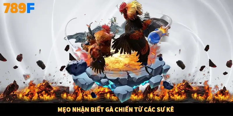 Mẹo nhận biết gà chiến từ các sư kê