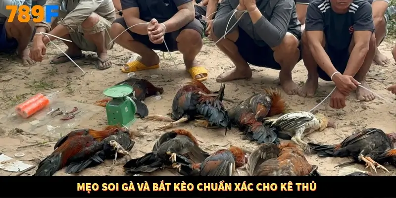 Mẹo soi gà và bắt kèo chuẩn xác cho kê thủ