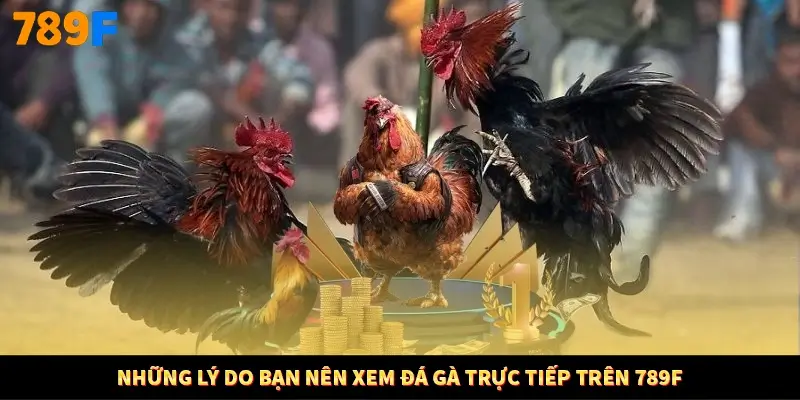 Những lý do bạn nên xem đá gà trực tiếp trên 789F