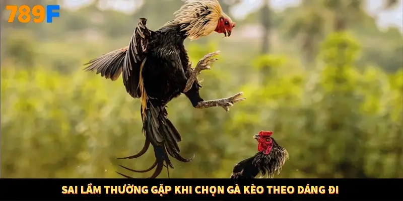 Sai lầm thường gặp khi chọn gà kèo theo dáng đi