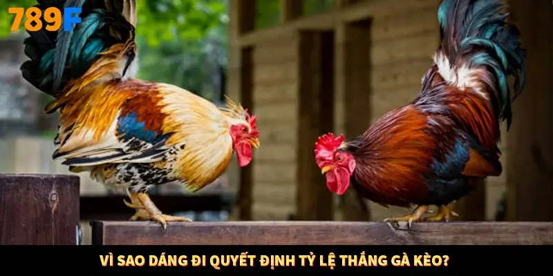 Vì sao dáng đi quyết định tỷ lệ thắng gà kèo?